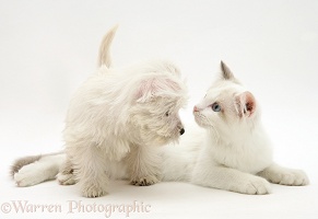 Westie pup sniffing Ragdoll cat's ear