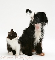 Chinese crested dog and black-and-white kitten