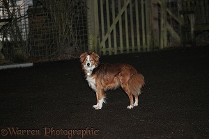 Sable Border Collie at night