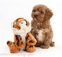 Cavapoo pup, 6 weeks old, and soft toy tiger