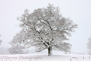 Oak tree with snow in Albury Park