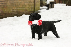 Black Labrador-cross pup with toy in the snow