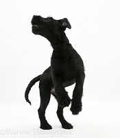 Black Labrador-cross pup jumping up