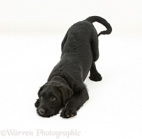 Black Labrador-cross pup in play-bow