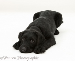 Black Labrador-cross pup with chin on the floor