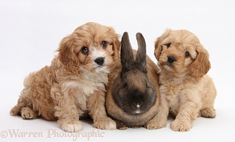Seal-point rabbit and Cavapoo pups, 6 weeks old