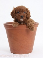 Cavapoo pup, 6 weeks old, in a flowerpot