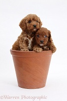 Two Cavapoo pups, 6 weeks old, in a flowerpot