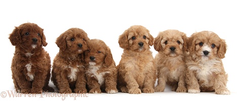 Six Cavapoo pups sitting in a row