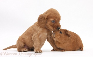 Red Cocker Spaniel pup with young red Guinea pig