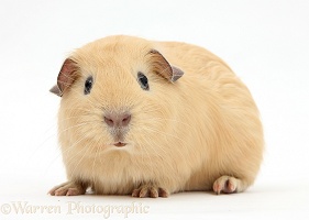 Young yellow smooth-haired Guinea pig