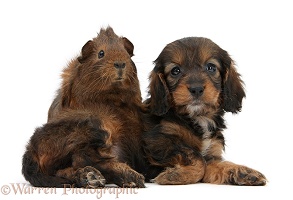 English Cockapoo pup, 6 weeks old, and Guinea pig