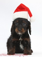 English Cockapoo pup, 6 weeks old, wearing a Santa hat