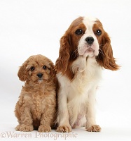 King Charles mother and Cavapoo pup, 6 weeks old