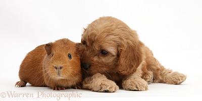 Cavapoo pup, 6 weeks old, and red Guinea pig