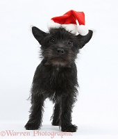 Black Terrier-cross puppy, wearing a Santa hat