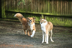 Border Collies in confrontation