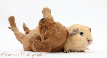 Red Cocker Spaniel pup with young yellow Guinea pig