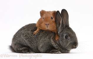 Baby agouti rabbit and baby red Guinea pig
