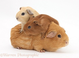Mother Guinea pig with two babies riding on her back