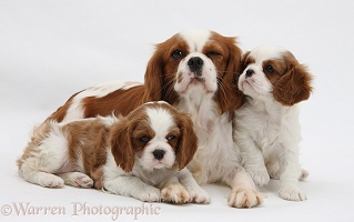 Blenheim Cavalier King Charles Spaniel mother and pups