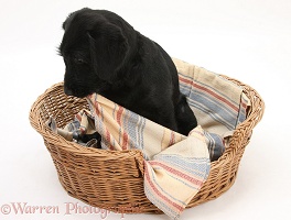 Black Labrador-cross pup chewing blanket