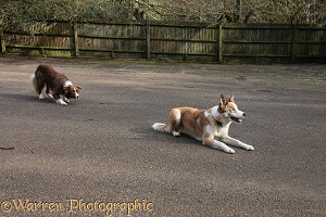 Border Collie stalking another