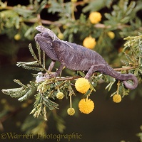 Jackson's Chameleon with newborn young