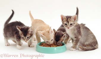 Birman-cross kittens eating from a bowl