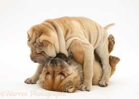 Shar-pei pups play-fighting together