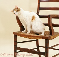 Calico cat rubbing against a chair