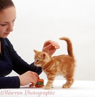 Owner stroking a ginger kitten
