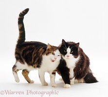 Tabby-and-white cat rubbing against black-and-white cat