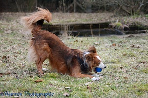 Border Collie playing with a ball