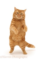 Ginger cat dancing