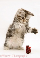 Tabby Maine Coon kitten playing with a toy mouse
