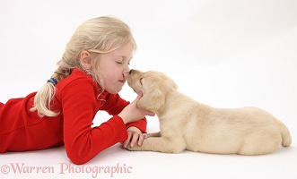 Yellow Labrador Retriever puppy licking child