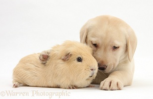Yellow Labrador pup and yellow Guinea pig