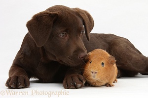 Chocolate Labrador pup and Guinea pig