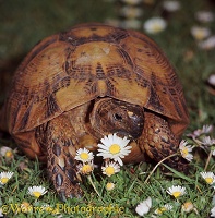Spur-thighed Tortoise a daisy