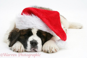 Saint Bernard puppy asleep with Santa hat on
