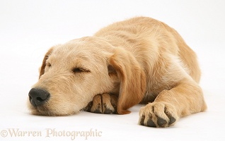 Sleepy Labradoodle pup