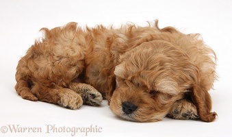 Sleepy golden Cockapoo pup