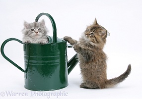 Maine Coon kittens playing with a watering can
