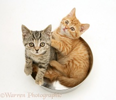 Ginger kitten and tabby kitten in a metal bowl