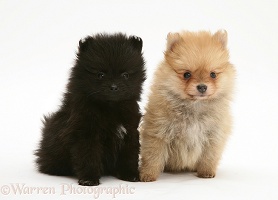 Black and sable Pomeranian pups