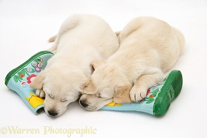 Sleepy Yellow Goldador Retriever pups
