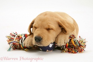 Retriever pup asleep on a ragger toy