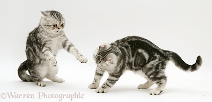 Silver Exotic cats play-fighting