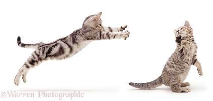 Silver tabby cats play-fighting
